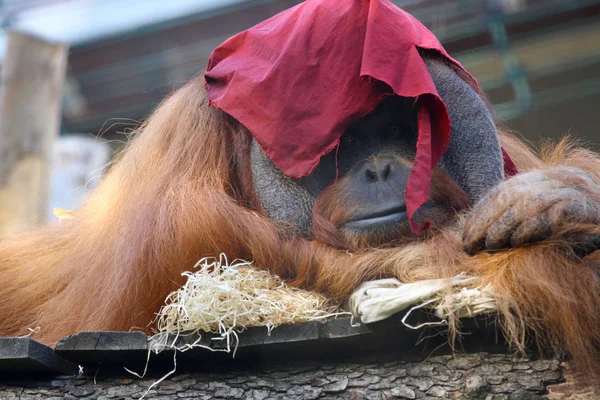 Büyük erkek orangutan uyuyor.