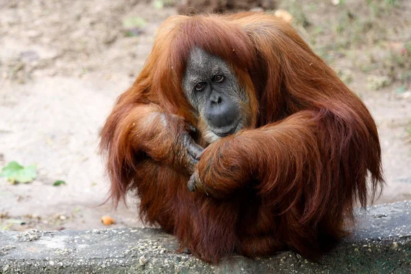 Stor Manlig Orangutang Meditera — Stockfoto