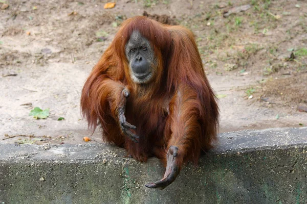 Orangotango Masculino Segurando Algo — Fotografia de Stock