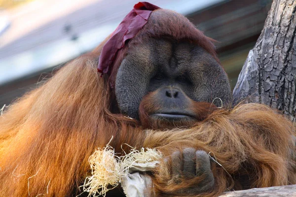 Stor Manlig Orangutang Sova — Stockfoto