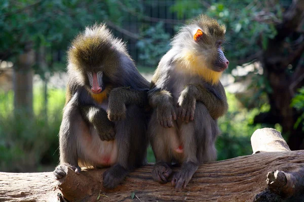 Pair Hamadryad Monkeys Zoo — 스톡 사진