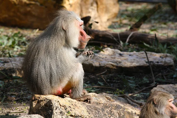 Hamadryad Μαϊμού Ηλιοθεραπεία Στο Ζωολογικό Κήπο — Φωτογραφία Αρχείου