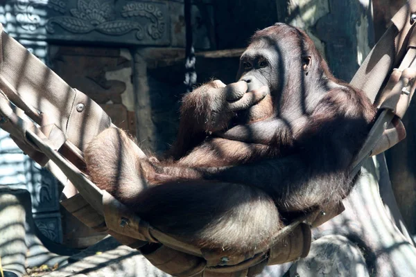 Gorilla Hängmatta — Stockfoto