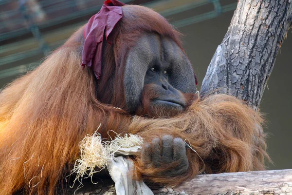 Ağaçtaki büyük erkek orangutan.