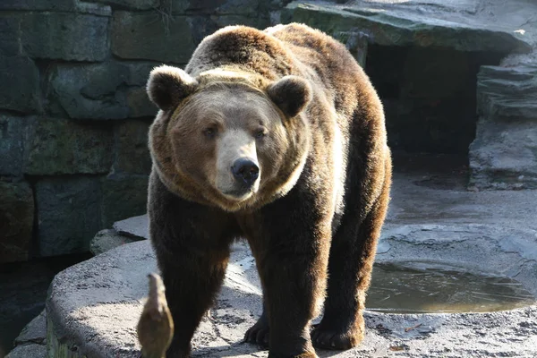 Μια Αρκούδα Στο Ζωολογικό Κήπο — Φωτογραφία Αρχείου