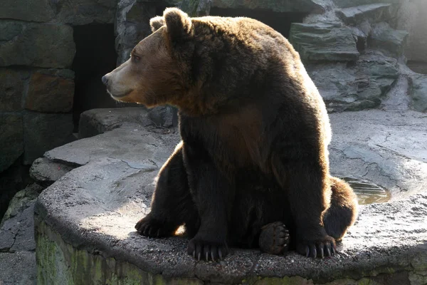 Μια Αρκούδα Κάθεται Ένα Βράχο — Φωτογραφία Αρχείου