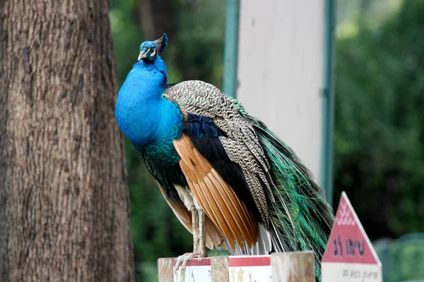 Pavo Real Sentado Zoológico —  Fotos de Stock