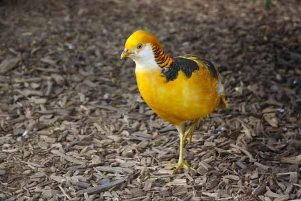 Uccello Multicolore Che Cammina — Foto Stock