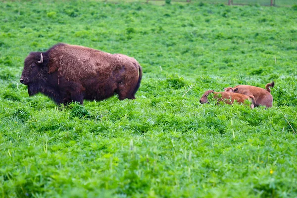 Female Bison Calves — Stock Photo, Image