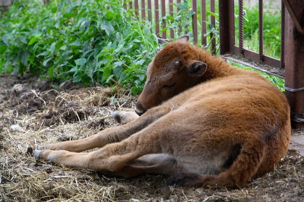 Becerro Bisonte Acostado Sobre Heno —  Fotos de Stock