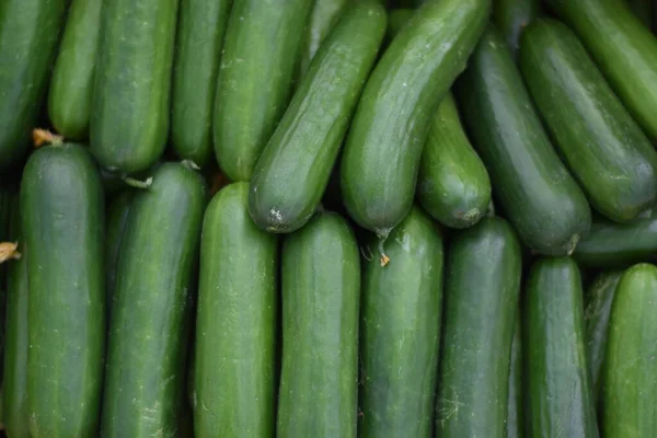 taze yeşil salatalık