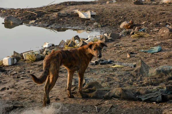 Çöpteki Sokak Köpeği