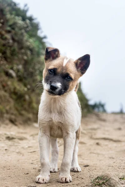 şirin köpek yavrusu köpek