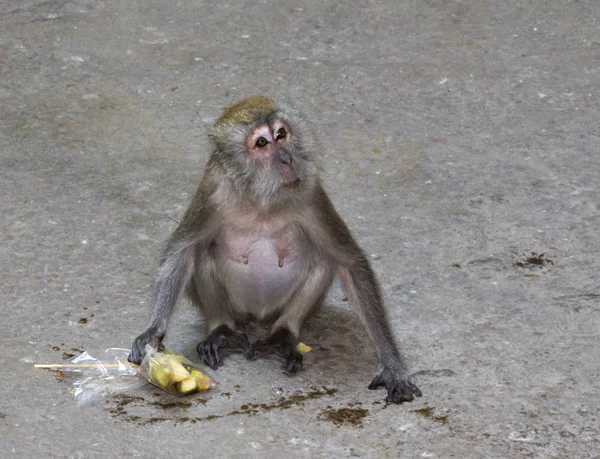 Kleine aap met vruchten — Stockfoto