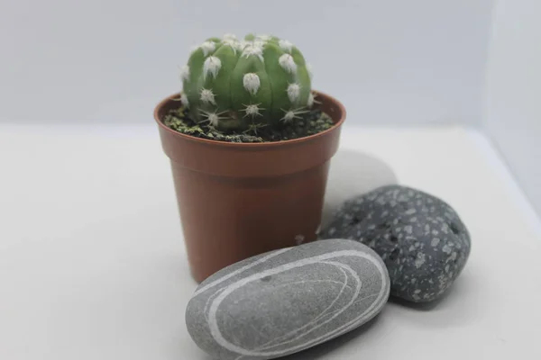 İç tasarım için deniz çakıl taşları.