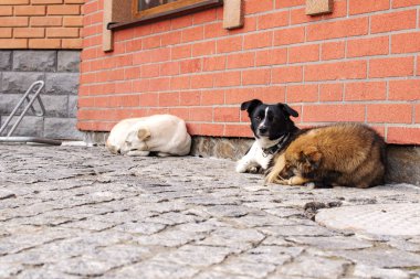 üzgün evsiz köpek