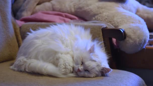 Βίντεο με ένα μαύρο και γκρι γατάκι με άσπρη μύτη κουλουριασμένη σε ένα μαλακό κρεβάτι από δέρμα προβάτου να κοιμάται ήσυχα. Ζουμ στο πρόσωπο γατάκια καθώς κοιμάται. — Αρχείο Βίντεο