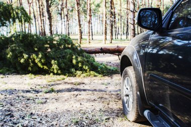 Ağaçlar devrilmiş, ormanda büyük siyah bir araba.