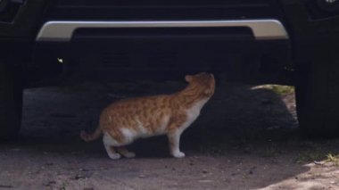 Kırmızı evsiz kedi arabanın tamponunu kokluyor..