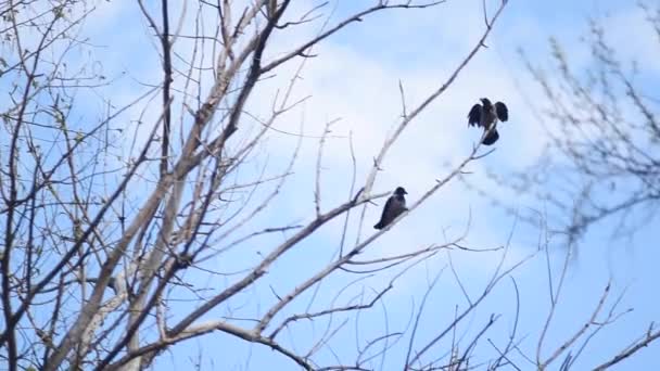Dos Cuervos Vuelan Sobre Una Rama Árbol Contra Cielo — Vídeo de stock