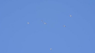 Mavi gökyüzünde uçan martılar. Kuş sürüsü güçlü rüzgarlarda uçar..