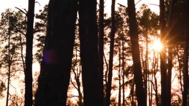 Gün batımında gün batımında ağaçlar arasında yavaşça uçar.