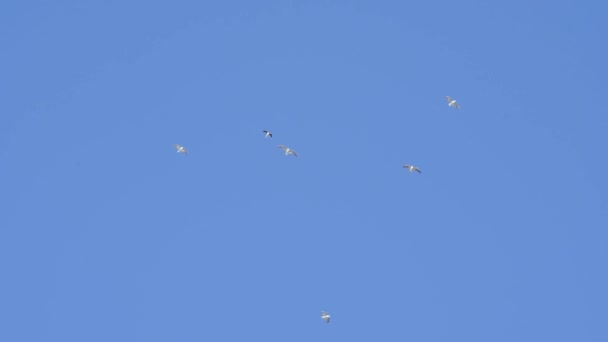 Burung Camar Terbang Melawan Langit Biru Kawanan Burung Terbang Dalam — Stok Video