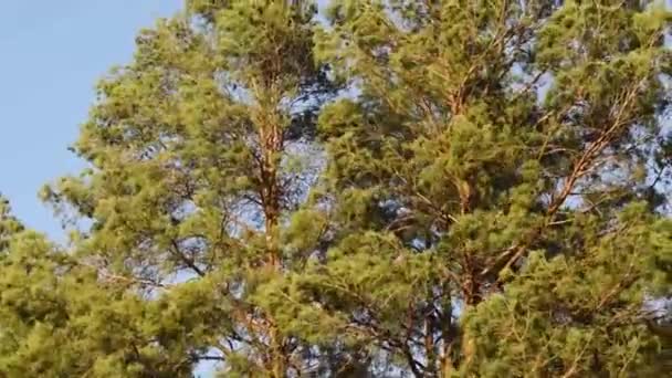 晴れた日にはモミの木の冠 風の中のクリスマスツリー — ストック動画