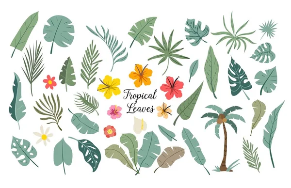 Tropikal yaprakların vektör kümesi. Palmiye, canavar, muz yaprağı, amber çiçeği, tesisat çiçeği..