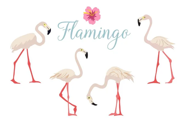 Çizgi film pembe flamingo vektör seti Şirin flamingo koleksiyonu.