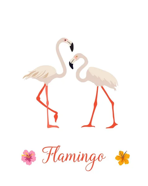 İki pembe flamingo seti. Egzotik tropikal kuş. Dekorasyon elemanı. Düz dizayn. Beyaz arka plan. Vektör illüstrasyonu.
