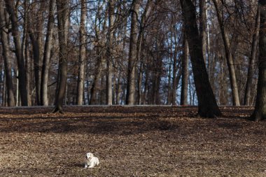 Ormandaki yürüyüşte köpek