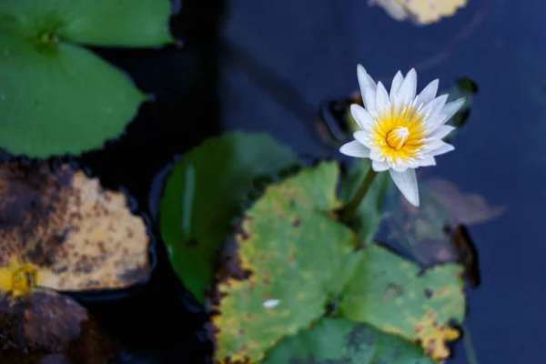 Zdjęcia biała lilia wodna — Zdjęcie stockowe