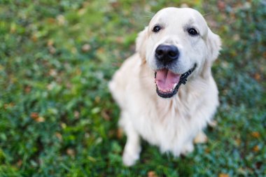 Resim yürüyüş üzerinde golden retriever