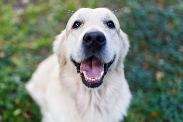 Photo of golden retriever walking on green lawn