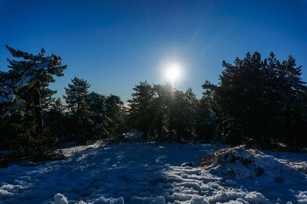 Foto van besneeuwde berghelling, bomen, zon — Stockfoto