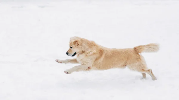 Photo of running labrador on winter walk — Stock Photo, Image