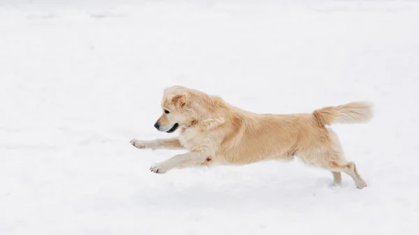 Labrador kış yürüyüş üzerinde çalışan fotoğraf