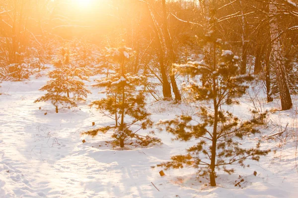 Foto van de boom in het besneeuwde bos op winterdag — Stockfoto
