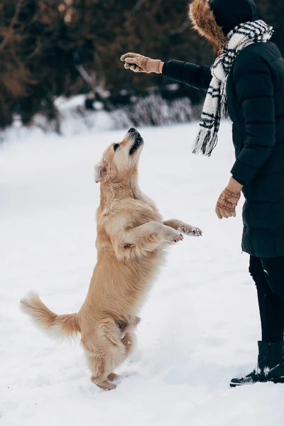 Фото женщины, играющей с собакой зимой — стоковое фото