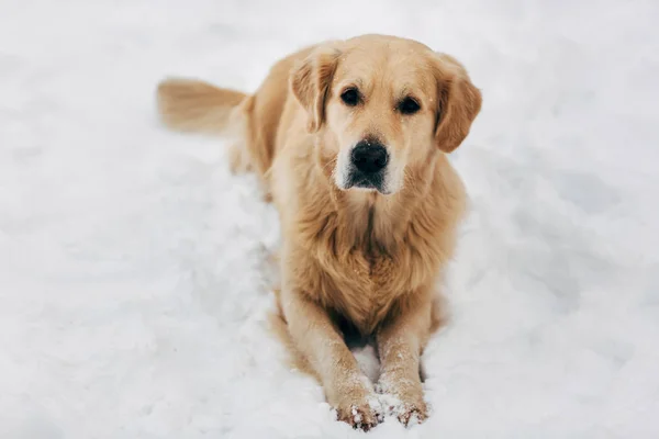 Фото собаки, сидящей на снегу во время зимней прогулки — стоковое фото