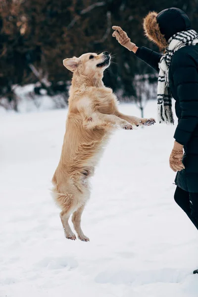 Изображение женщины, играющей с собакой в зимнем парке — стоковое фото