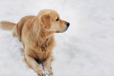 Kar kış yürüme oturan resmi labrador
