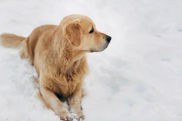 Foto van labrador zittend op sneeuw op winter lopen — Stockfoto