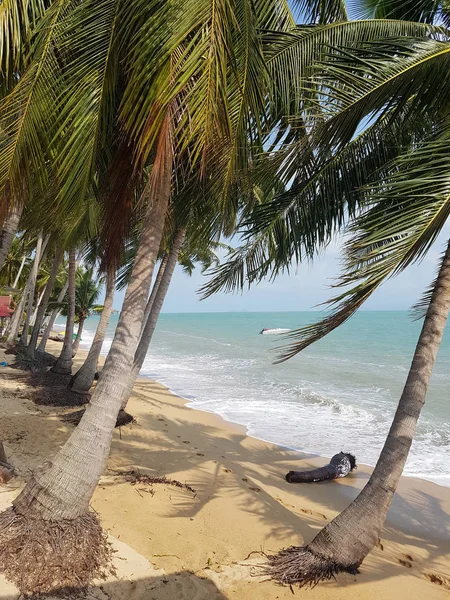 Picture of palm tree, shadows on sea shore