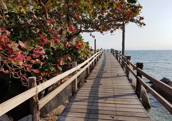 Picture of wooden bridge, trees by sea coast, blue sky — Stock Photo, Image
