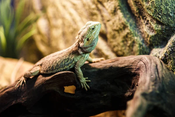 녹색 도마뱀 terrarium에서의 이미지 — 스톡 사진