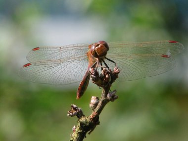 kırmızı yusufçuk bir dalda