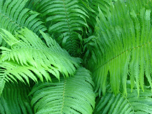 Bush Samambaia Ornamental Verde — Fotografia de Stock