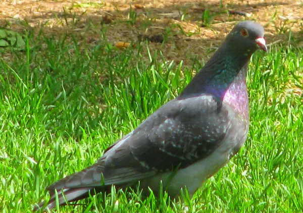 Pigeon on the grass — Stock Photo, Image